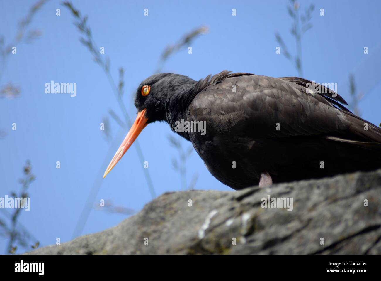 Schwarzer Austernfischer in der Voliere des Oregon Coast Aquarium. Stockfoto