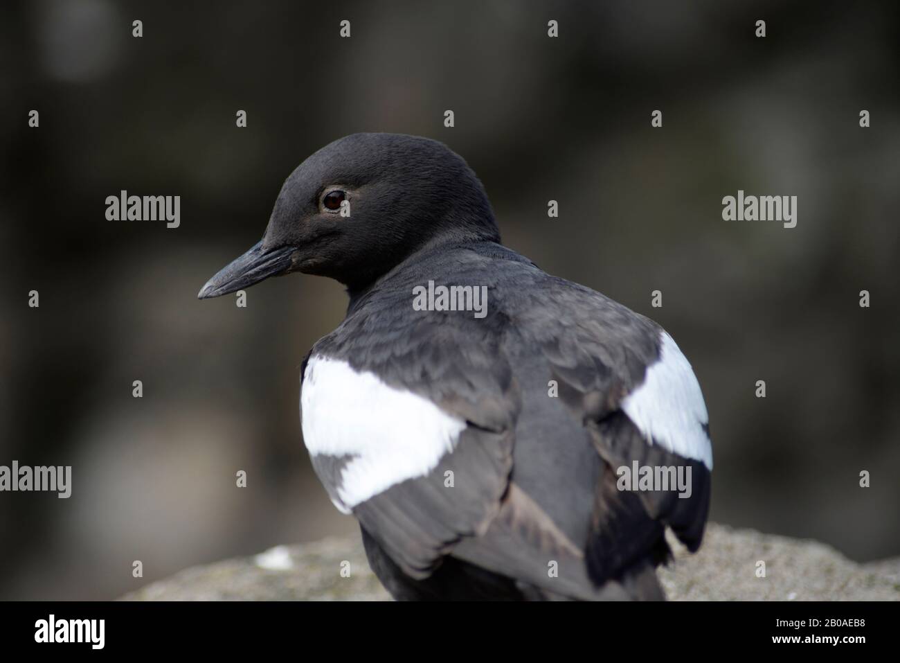 Porträt der Taube Guillemot in der Voliere des Oregon Coast Aquarium. Stockfoto