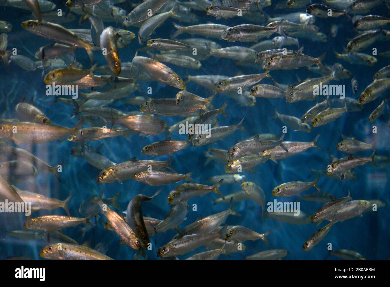 Fischschule in der Ausstellung „Sandstrand“ im Oregon Coast Aquarium. Stockfoto