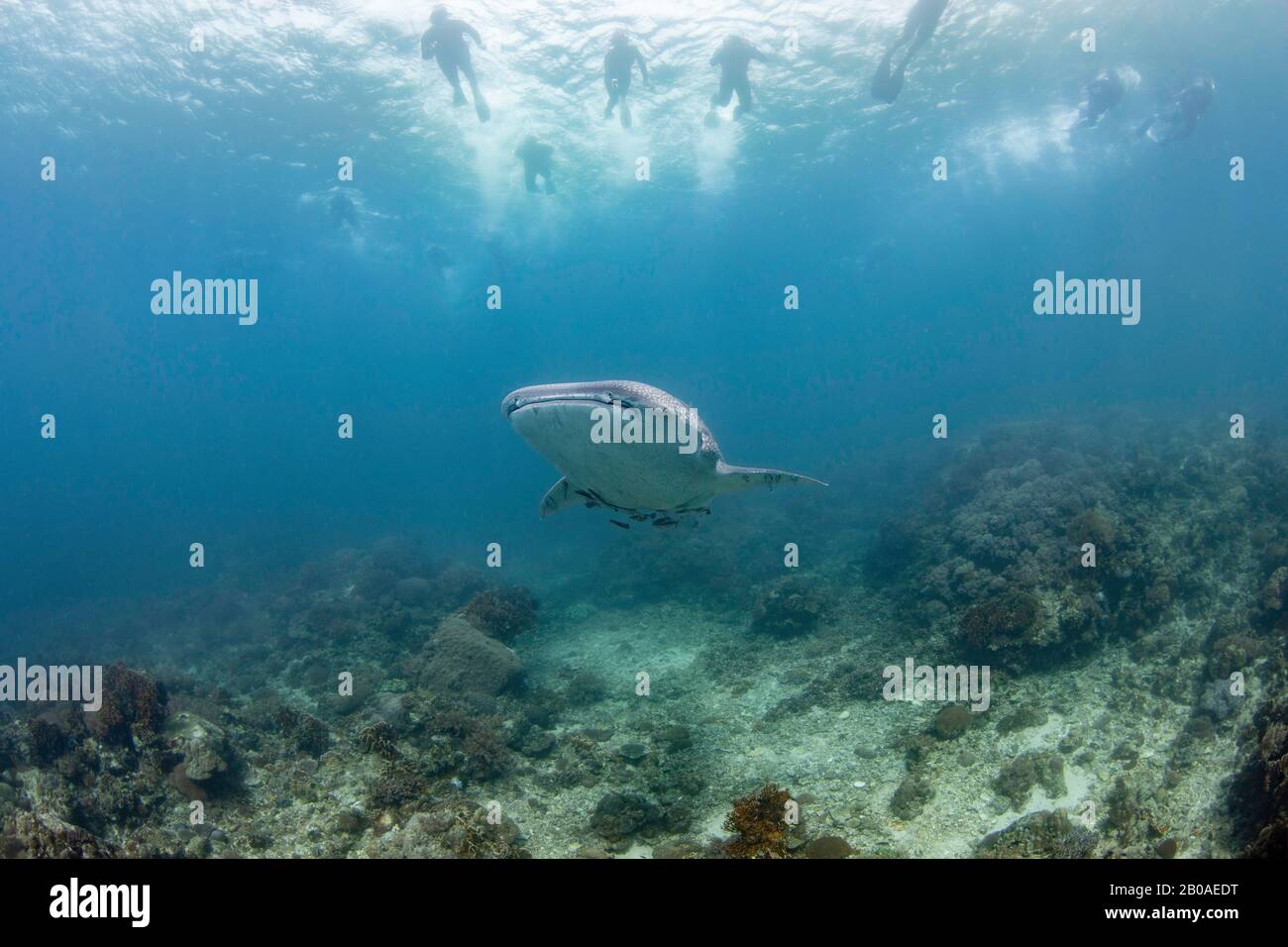 Schnorchler an der Oberfläche folgen einem Walhai, dem Rhiniodon-Typus, und fahren über ein flaches Riffgebiet, Philippinen. Dies ist die weltweit größte Art von Stockfoto