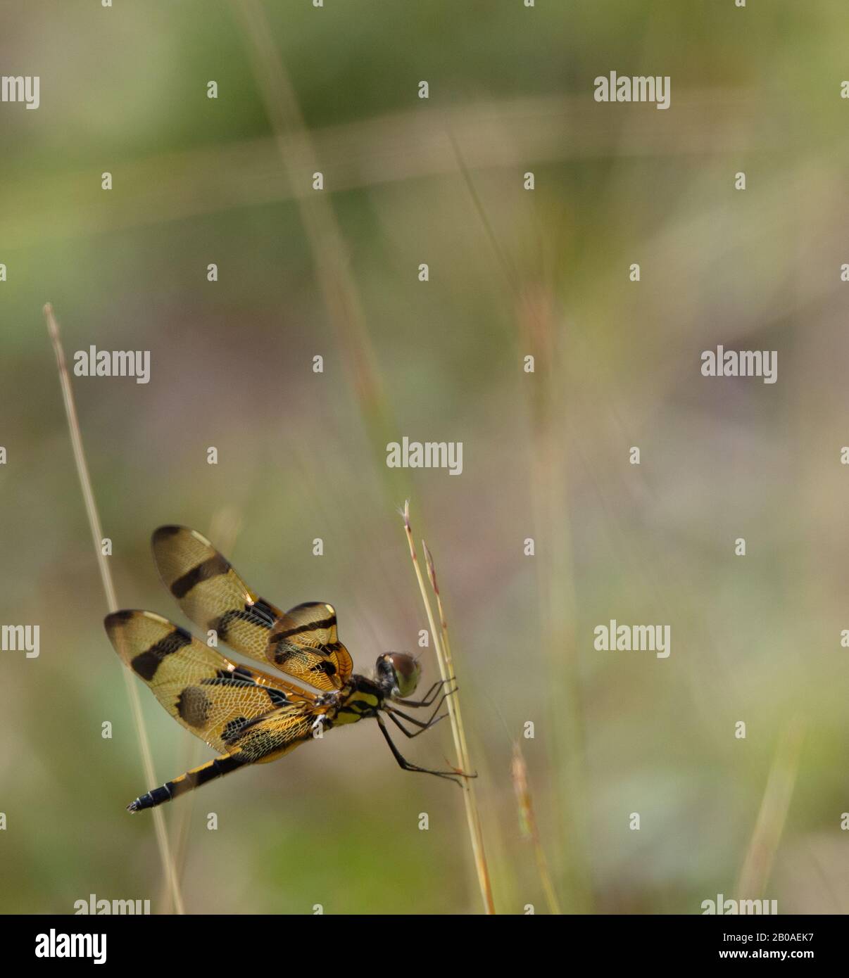 Eine schöne Halloween-Wimpel-Libelle (Celithemis eponina) mit schwarzen und goldenen Flügeln fasst ein dünnes Stück Gras auf einem Feld Stockfoto