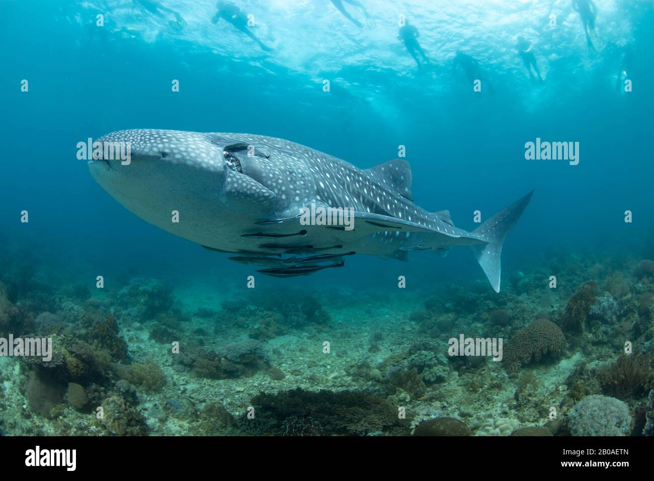 Schnorchler an der Oberfläche folgen einem Walhai, dem Rhiniodon-Typus, und fahren über ein flaches Riffgebiet, Philippinen. Dies ist die weltweit größte Art von Stockfoto