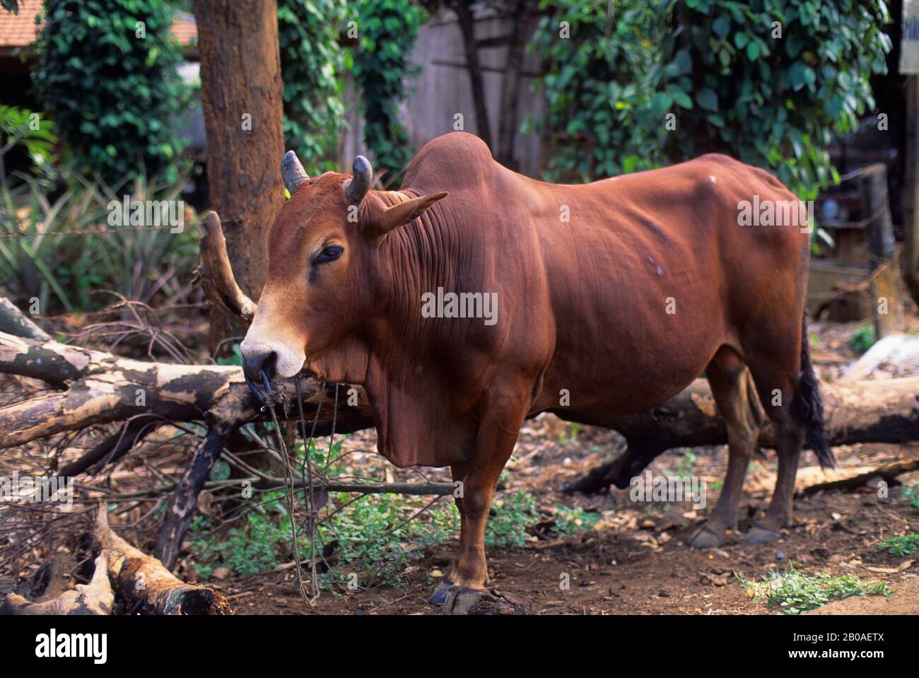 ASIEN, VIETNAM, CENTRAL HIGHLANDS, IN DER NÄHE VON BUON MA THUOT, OX Stockfoto