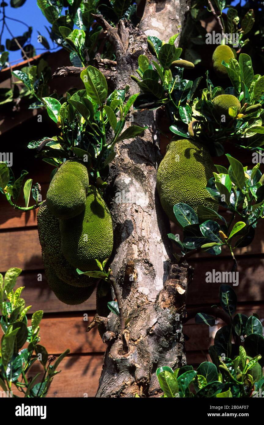 ASIEN, VIETNAM, ZENTRAL HIGHLANDS, IN DER NÄHE VON BUON MA THUOT, JACK FRUIT TREE Stockfoto