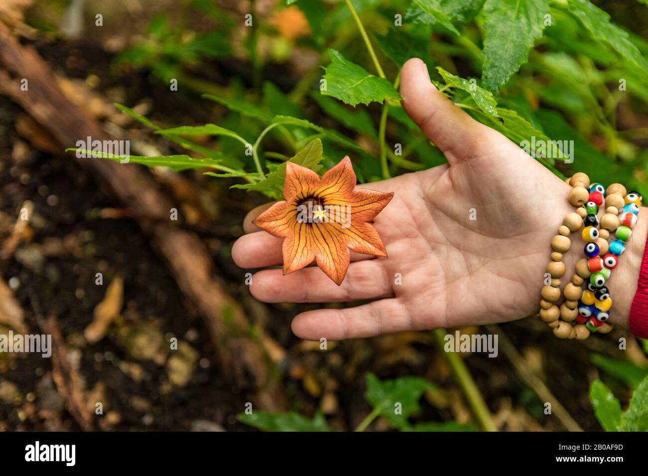 Canarina Canariensis ist eine glabrige, gläuse, kriechende mehrjährige