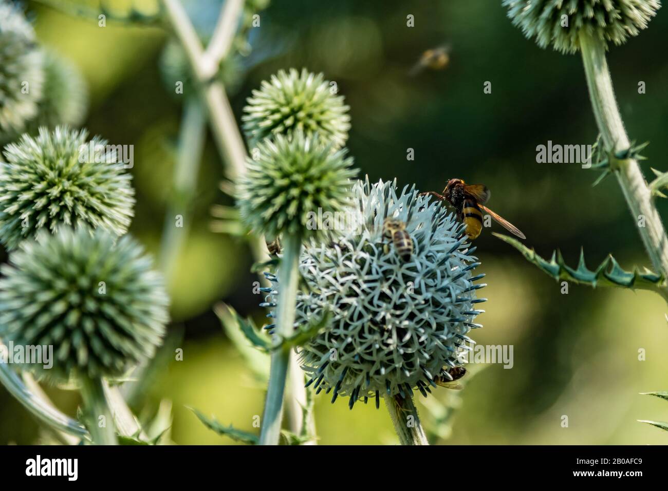 Echinops sphaerocephalus. Namen: Drüsenglobus-distel, große Kugeldistel oder blasses Kugeldistel. Ist eine eurasische Art. Nahaufnahme des selektiven Fokus. Stockfoto