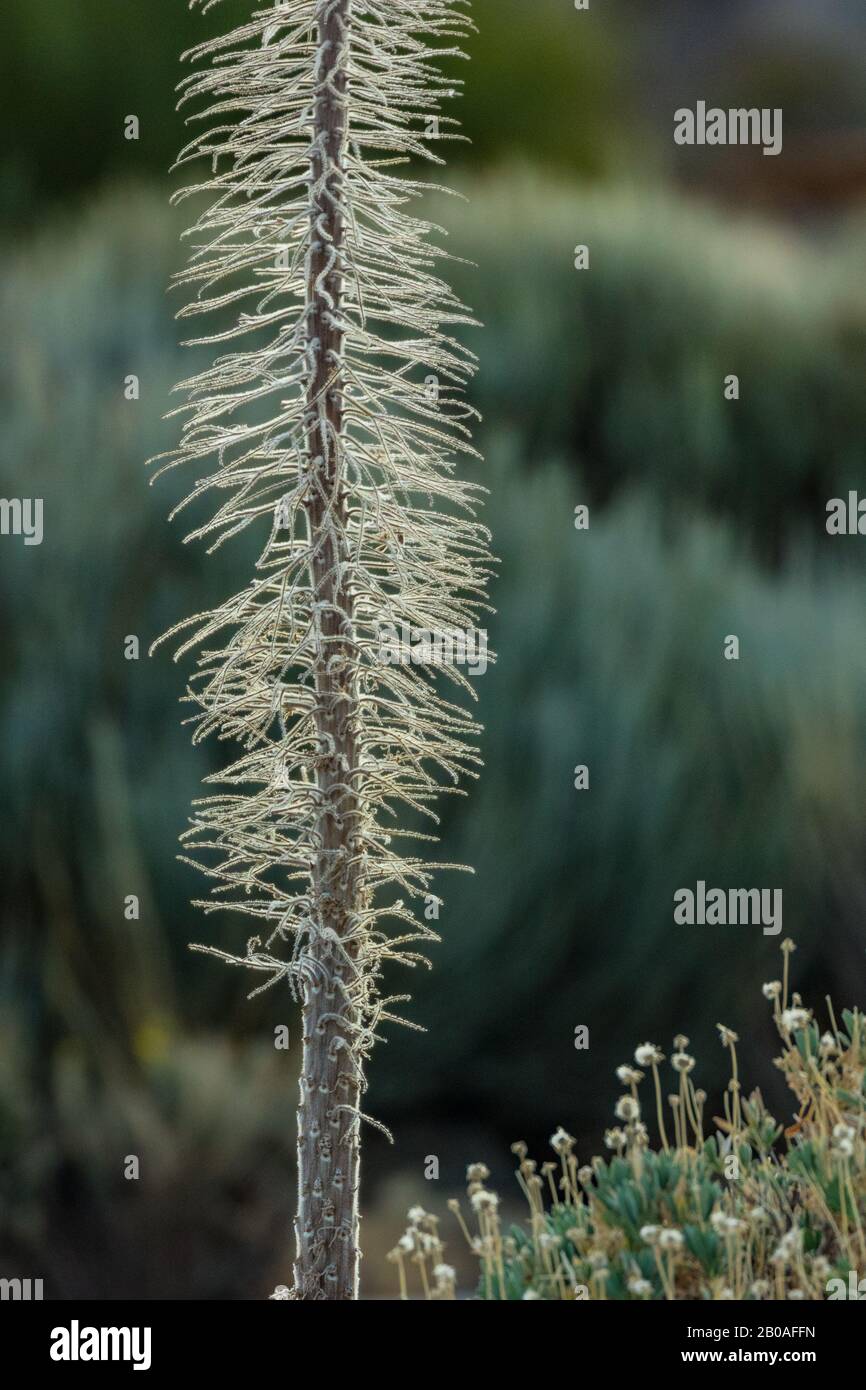 Getrocknetes Skelett von Echium wildpretii endemisch im Teide National Park. Winterpflanze von Tajinaste rojo. Grüne kanarensträucher auf verschwommenem Hintergrund. Tener Stockfoto