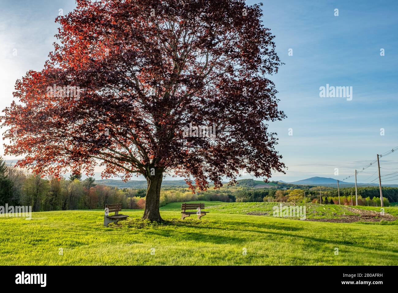 Crimson roter Ahorn-Baum an der Fernald School in Templeton, MA Stockfoto