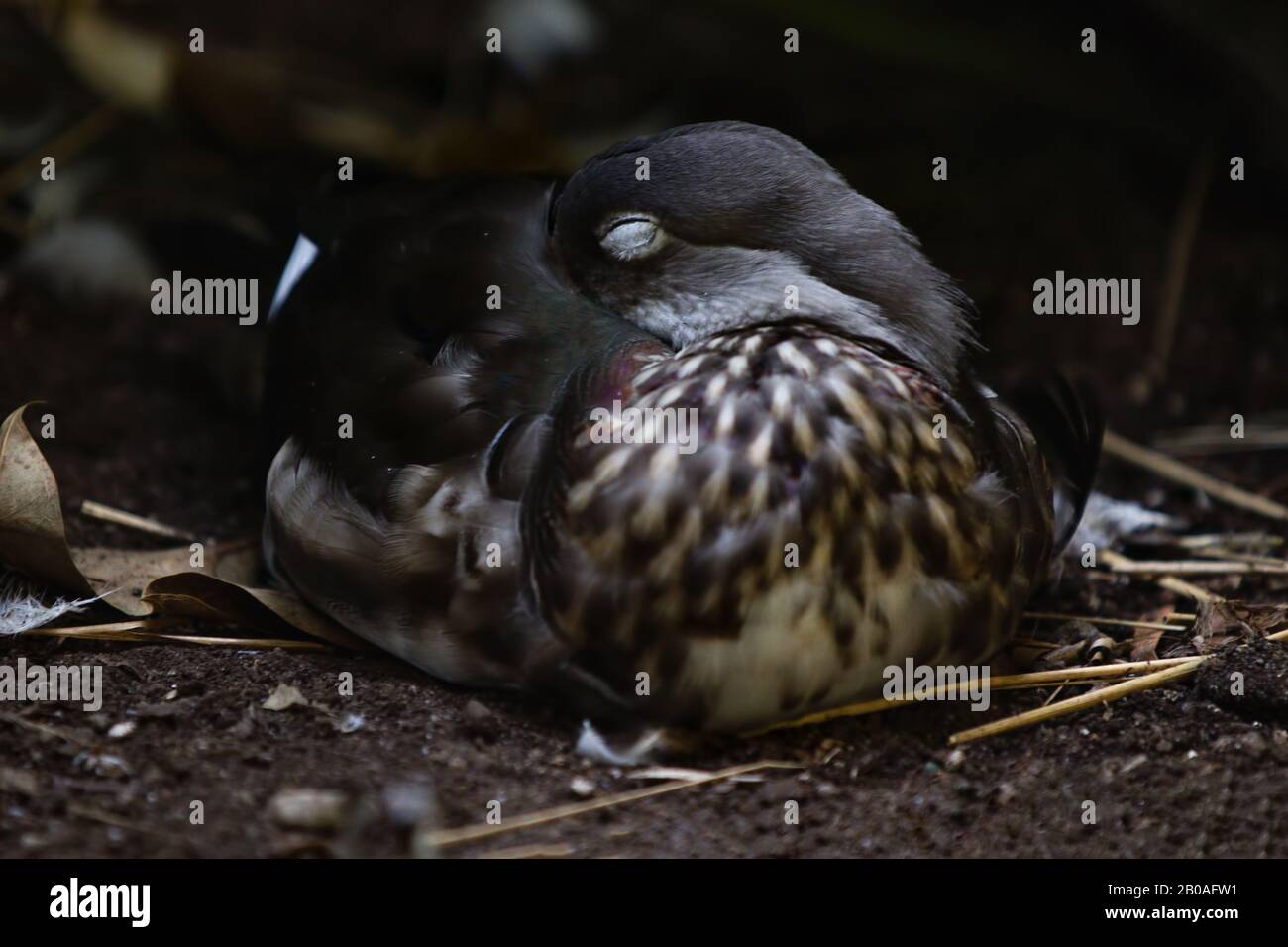 Mandarin Duck Aix Galericulata Bird Sleeping Portrait Stockfoto