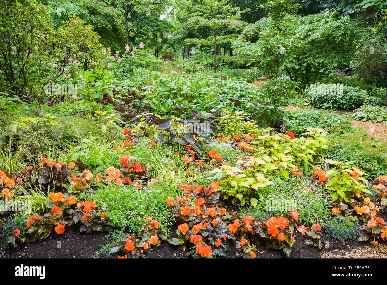Sommergrenze mit Orangenbegonien, Colocasia esculenta - Taro, Hosta - Plaintain Lily Plants, Centre de la Nature Public Garden, Laval, Quebec, Kanada. Stockfoto