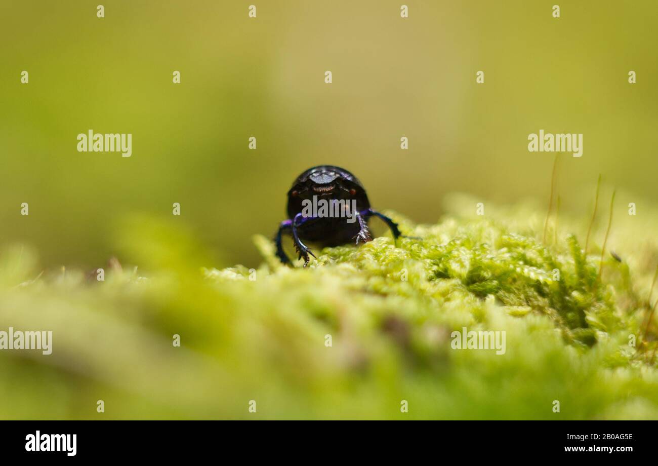 Mistkäfer - Anoplotrupes stercorosus. schwarzer Mistkäfer Stockfoto