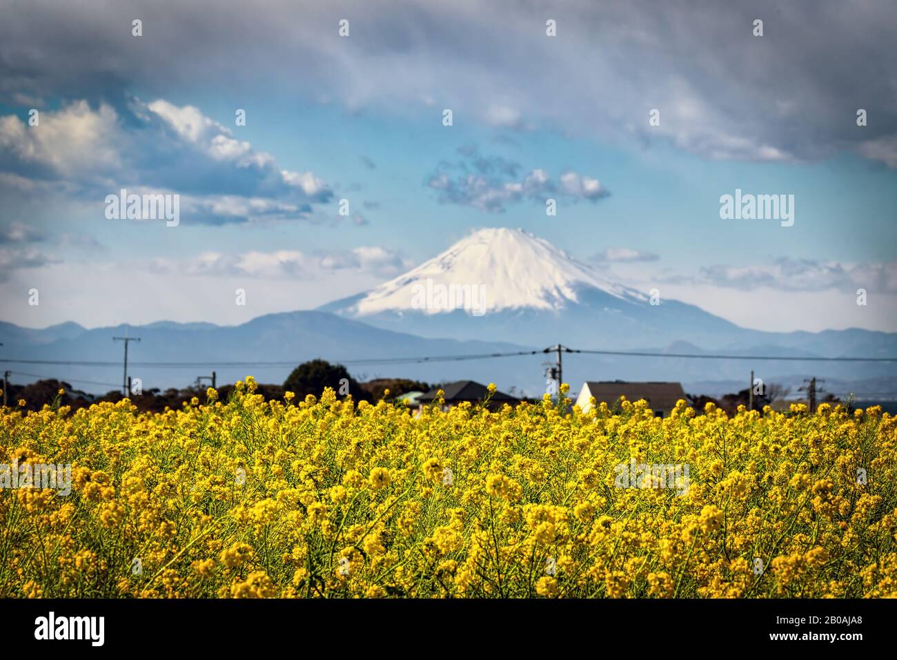 Ein Feld gelber Blumen in der ländlichen Umgebung in der Nähe von Miura, Japan, mit Berg Fuji im Hintergrund. Stockfoto