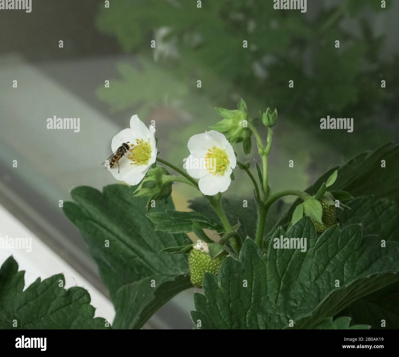 Das geflügelte Insekt der Wespen-Gattung auf einer weißen Blume der Erdbeerpflanze. Gartenbau - blühende Beerenpflanzen zu Hause auf der Fensterbank. Stockfoto