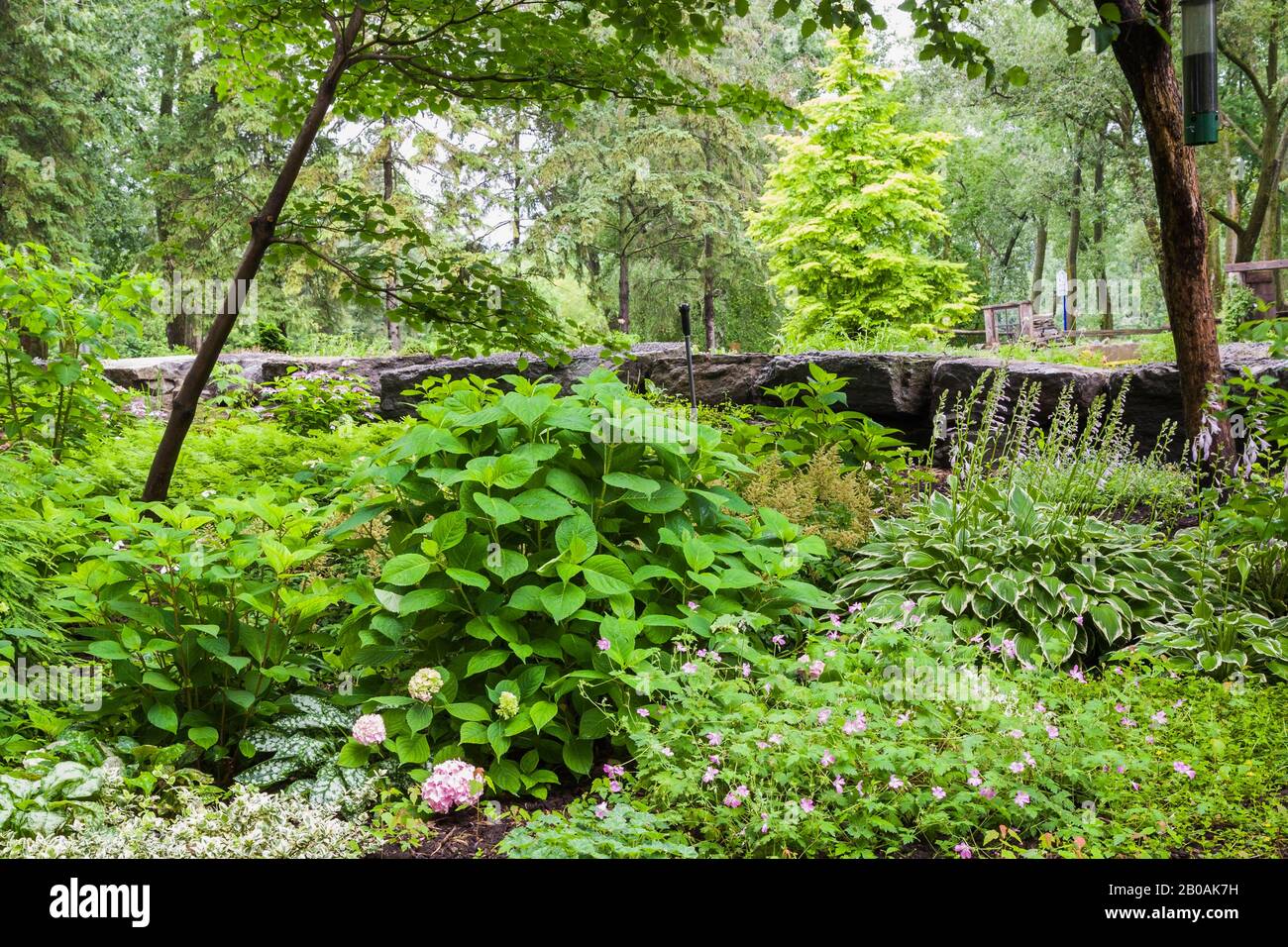 Rosa Hydrangea, Hosta - Plaintain Lily, Metasequoia glyptostroboides 'Goldrausch' - Dawn Redwood Baum in der Sommerrand. Stockfoto