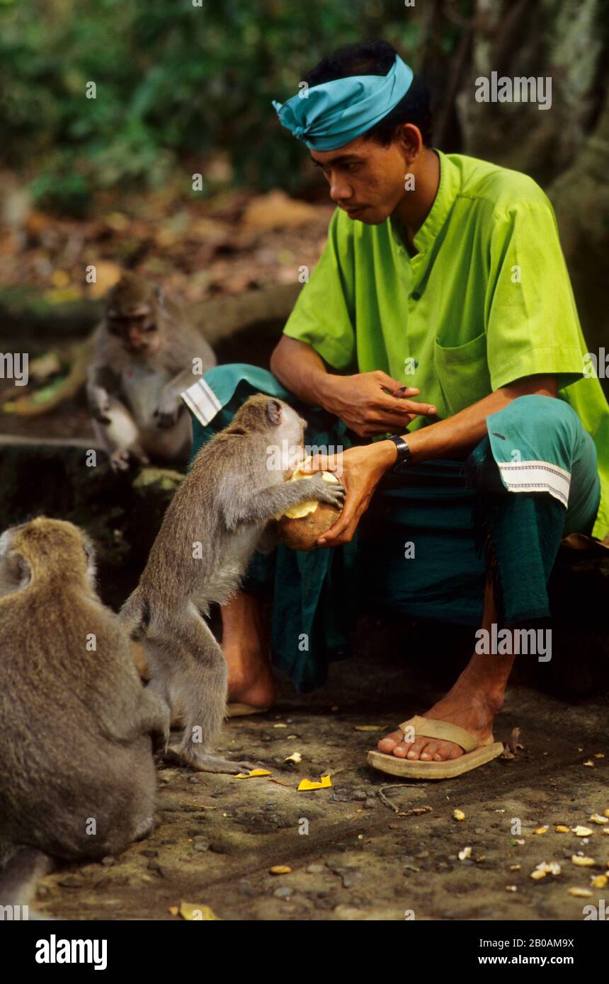 INDONESIEN, BALI, UBUD, AFFENWALD, LANGSCHWANZ MAKAKENAFFEN, DIE SICH VON FRÜCHTEN ERNÄHREN Stockfoto