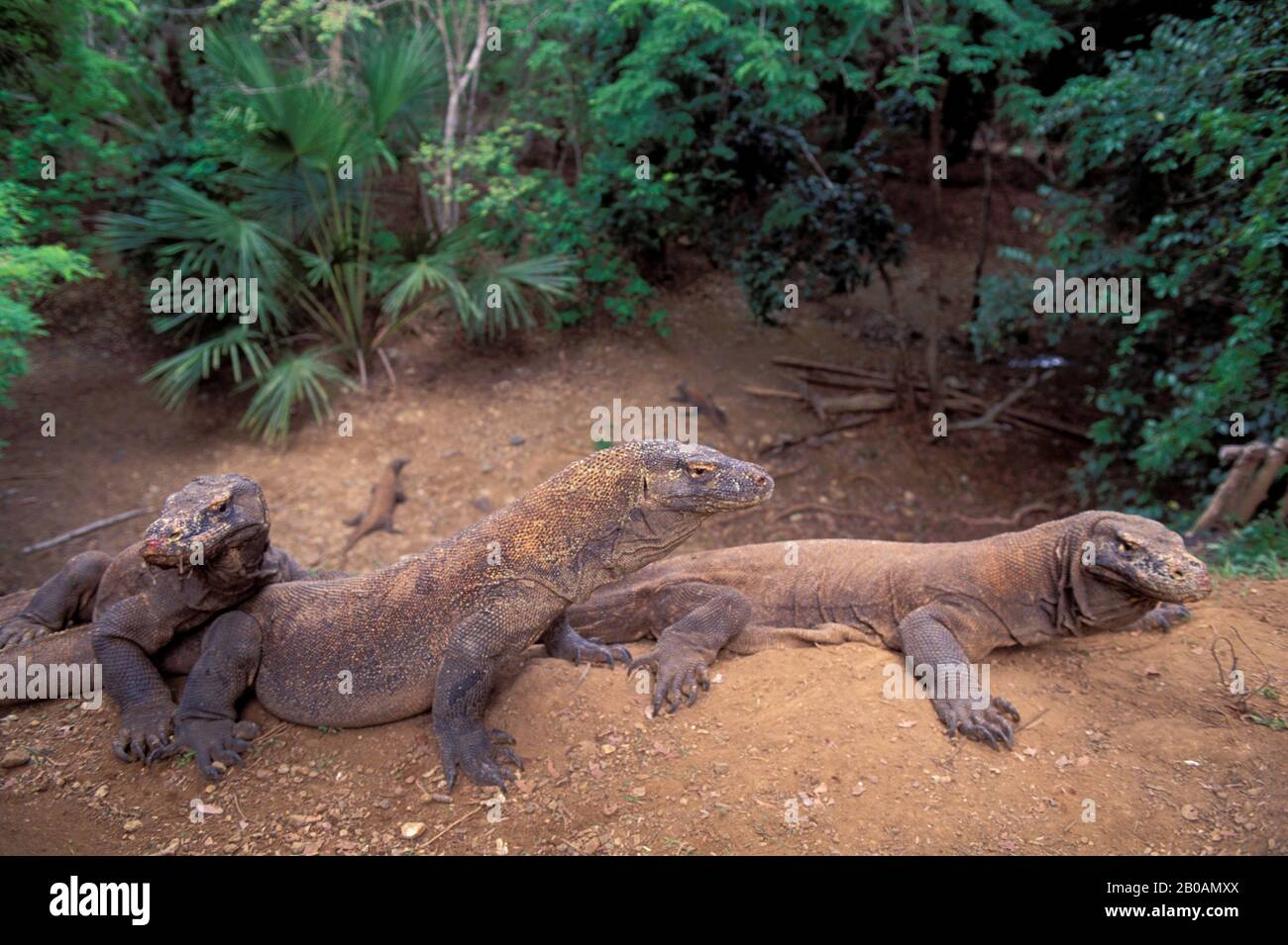 INDONESIEN, KOMODO-INSEL, KOMODO-DRACHEN (WARANE) Stockfoto