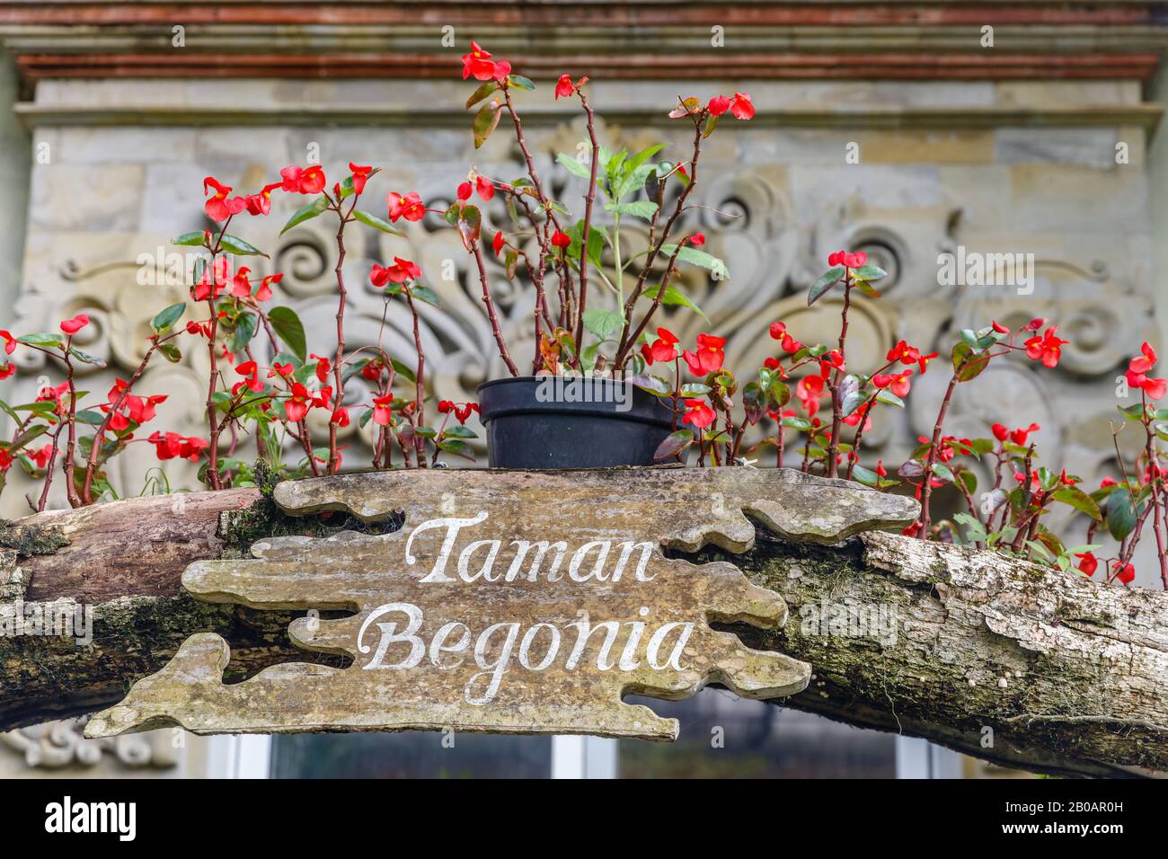 Schild Taman Begonia oder Begonia Park mit blühender Bettonie in Kebun Raya Bali - Botanischer Garten Bali in Bedugul, Tabanan, Bali, Indonesien. Stockfoto