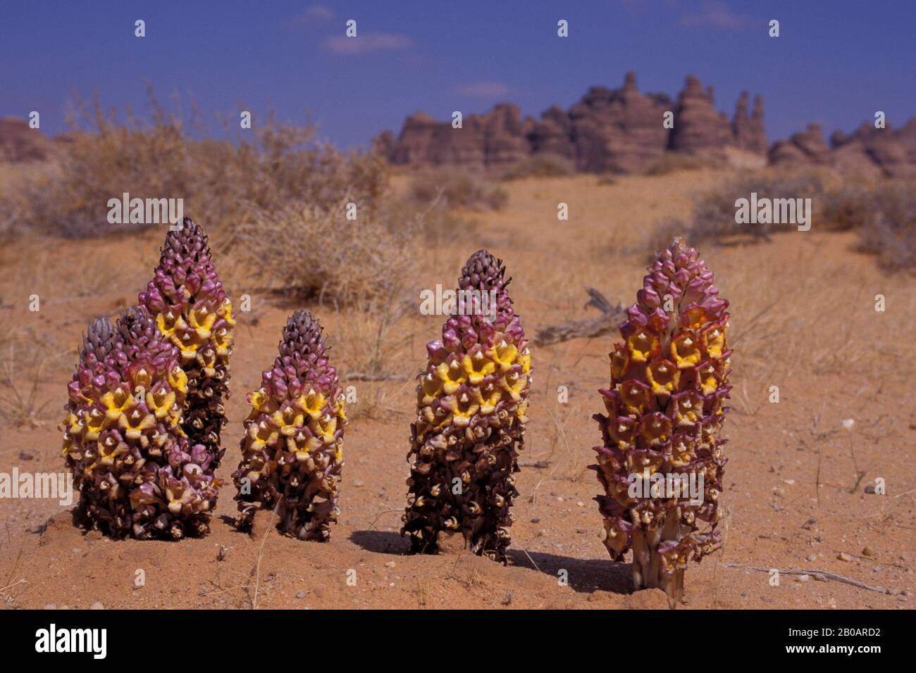 SAUDI ARABIEN, MADAIN SALEH, WÜSTENBLUMEN Stockfoto