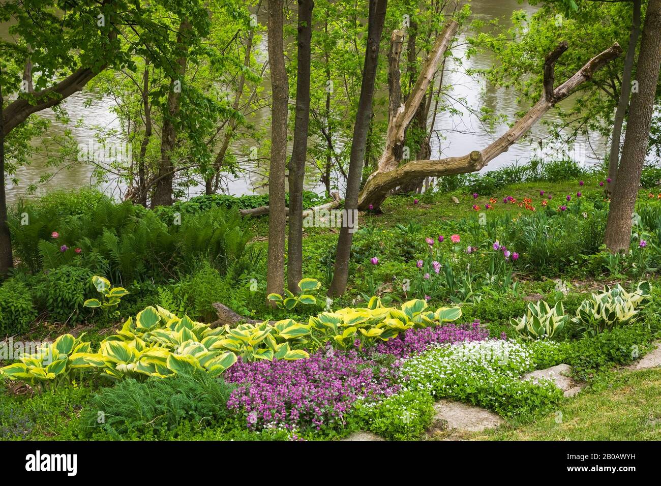 Gartengrenze mit weißer Asperula odorata - Woodruff-Blumen, Purpurlamium, - Deadnessel- und Hosta-Pflanzen im Frühjahr in geschlitztem Hinterhofgarten. Stockfoto