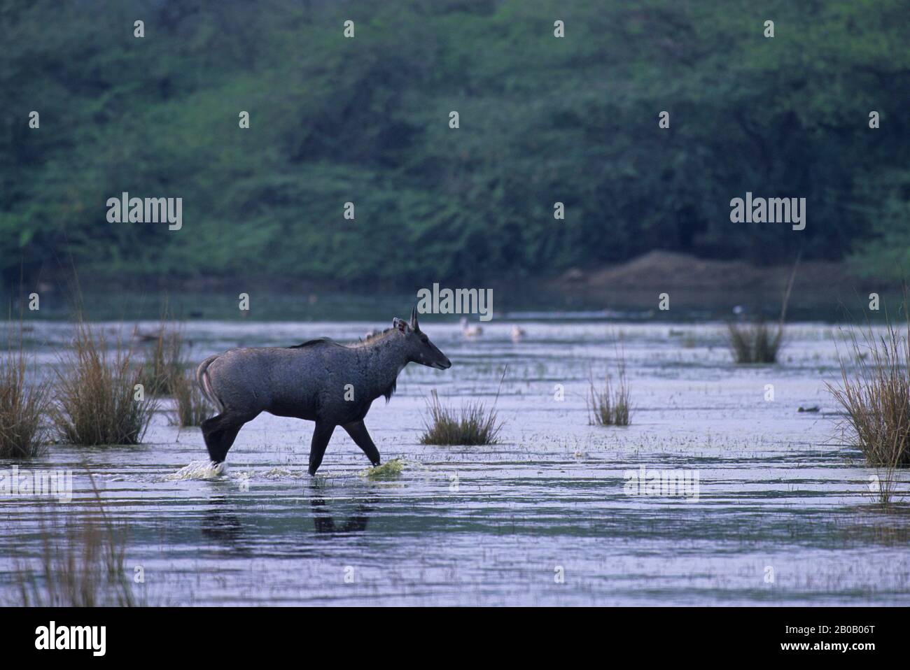 INDIEN, IN DER NÄHE VON DELHI, SULTANPUR N.P., BLAUER STIER, MÄNNER (ANTILOPE) Stockfoto INDIEN, IN DER NÄHE VON DELHI, SULTANPUR N.P., BLAUER STIER, MÄNNER (ANTILOPE) Stockfoto