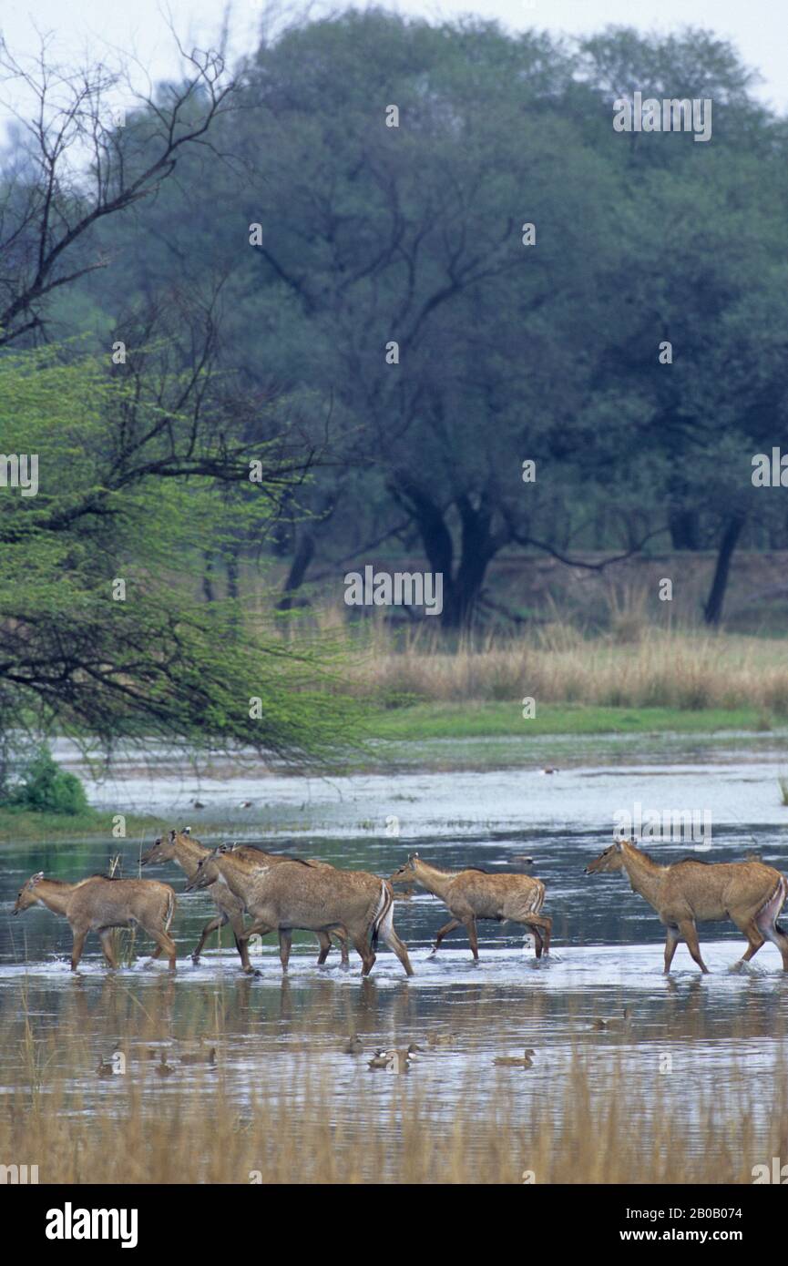 INDIEN, IN DER NÄHE VON DELHI, SULTANPUR N.P., BLAUER STIER, WEIBCHEN UND KÄLBER (ANTILOPE) Stockfoto INDIEN, IN DER NÄHE VON DELHI, SULTANPUR N.P., BLAUER STIER, WEIBCHEN UND KÄLBER (ANTILOPE) Stockfoto