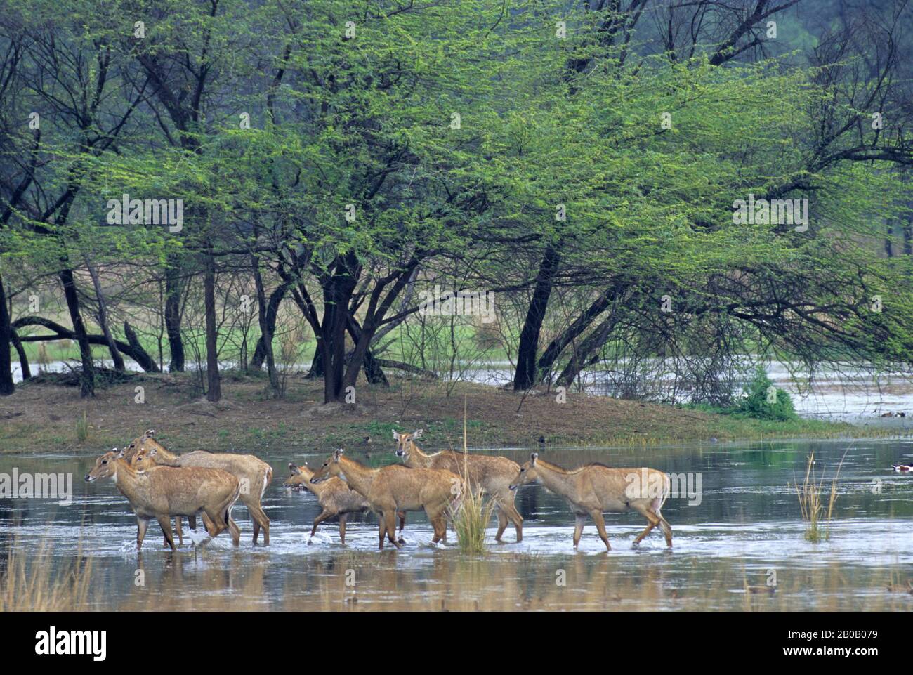 INDIEN, IN DER NÄHE VON DELHI, SULTANPUR N.P., BLAUER STIER, WEIBCHEN UND KÄLBER (ANTILOPE) Stockfoto INDIEN, IN DER NÄHE VON DELHI, SULTANPUR N.P., BLAUER STIER, WEIBCHEN UND KÄLBER (ANTILOPE) Stockfoto