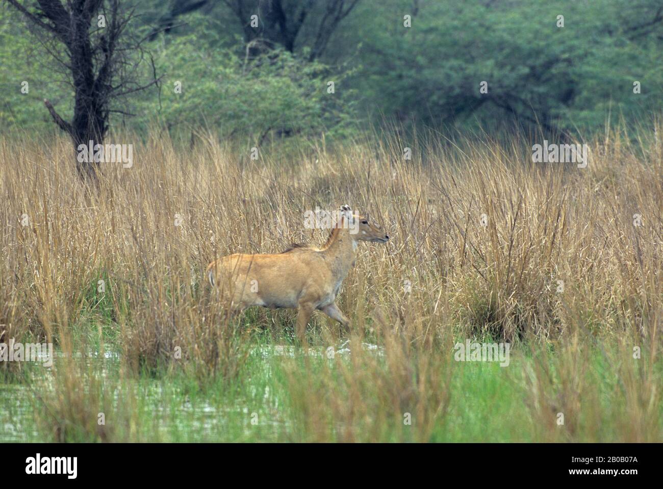 INDIEN, IN DER NÄHE VON DELHI, SULTANPUR N.P., BLAUER STIER, WEIBLICH (ANTILOPE) Stockfoto INDIEN, IN DER NÄHE VON DELHI, SULTANPUR N.P., BLAUER STIER, WEIBLICH (ANTILOPE) Stockfoto
