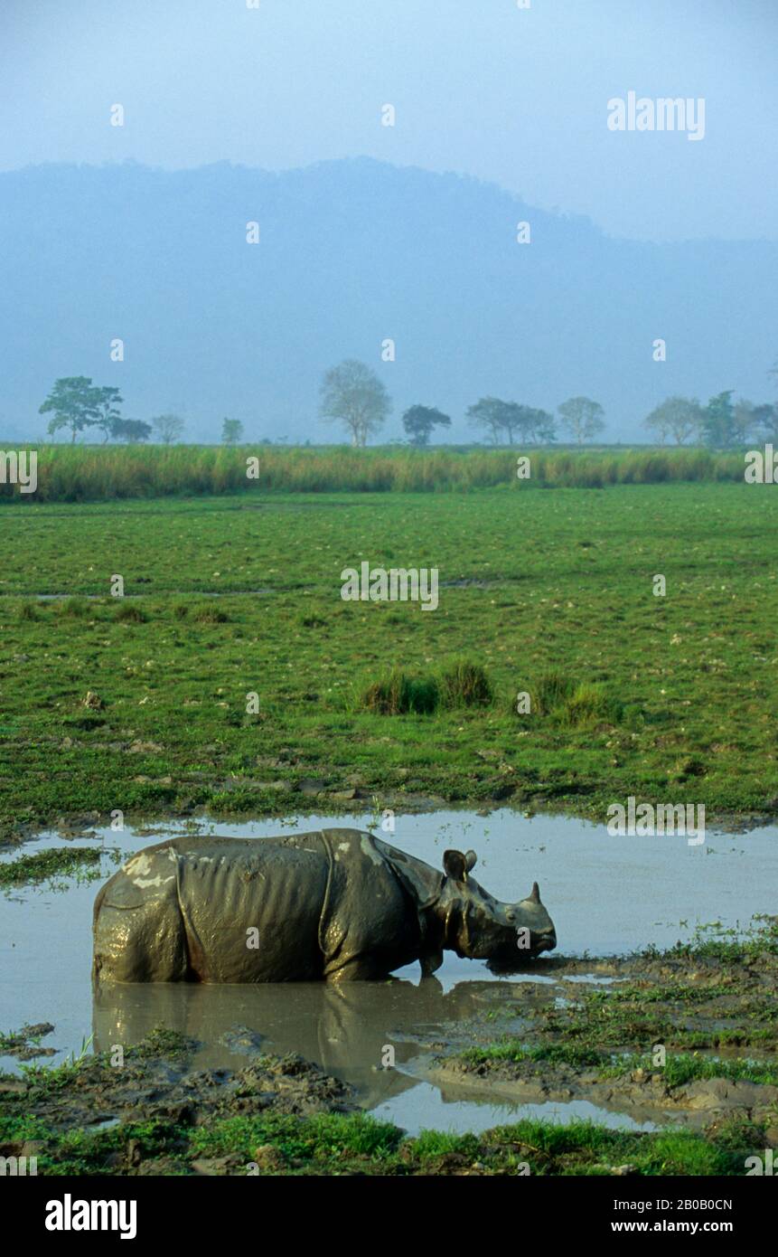 INDIEN, ASSAM, KAZIRANGA-NATIONALPARK, EINHORNIGE NASHÖRNER IM WASSER Stockfoto