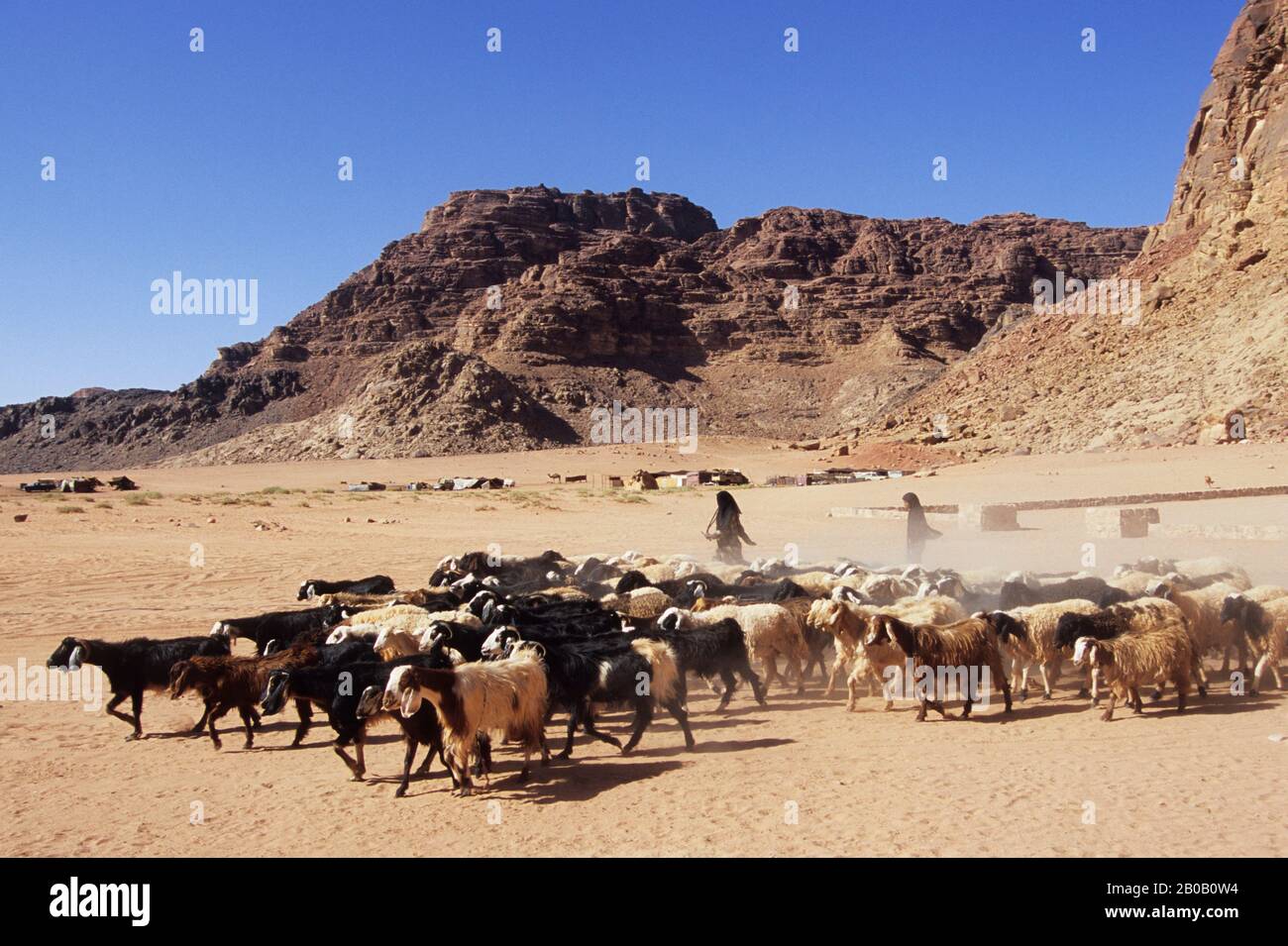 JORDAN, WADI RUM, BEDUIN GEBEN IM LORENZER FRÜHLING ZIEGEN WASSER Stockfoto