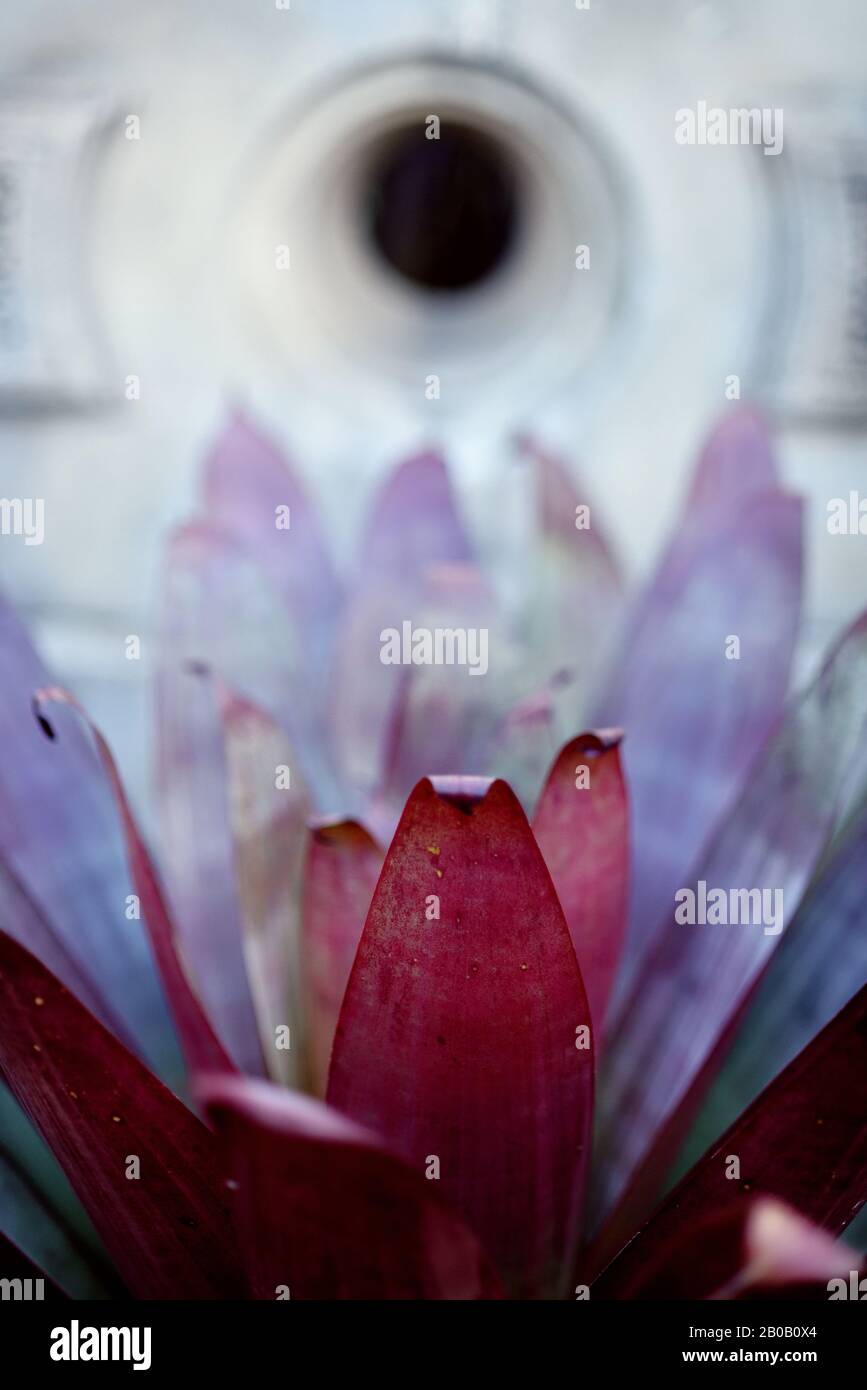 Details zu den Pflanzen in Sydneys Royal Botanical Gardens, Sydney, Australien Stockfoto