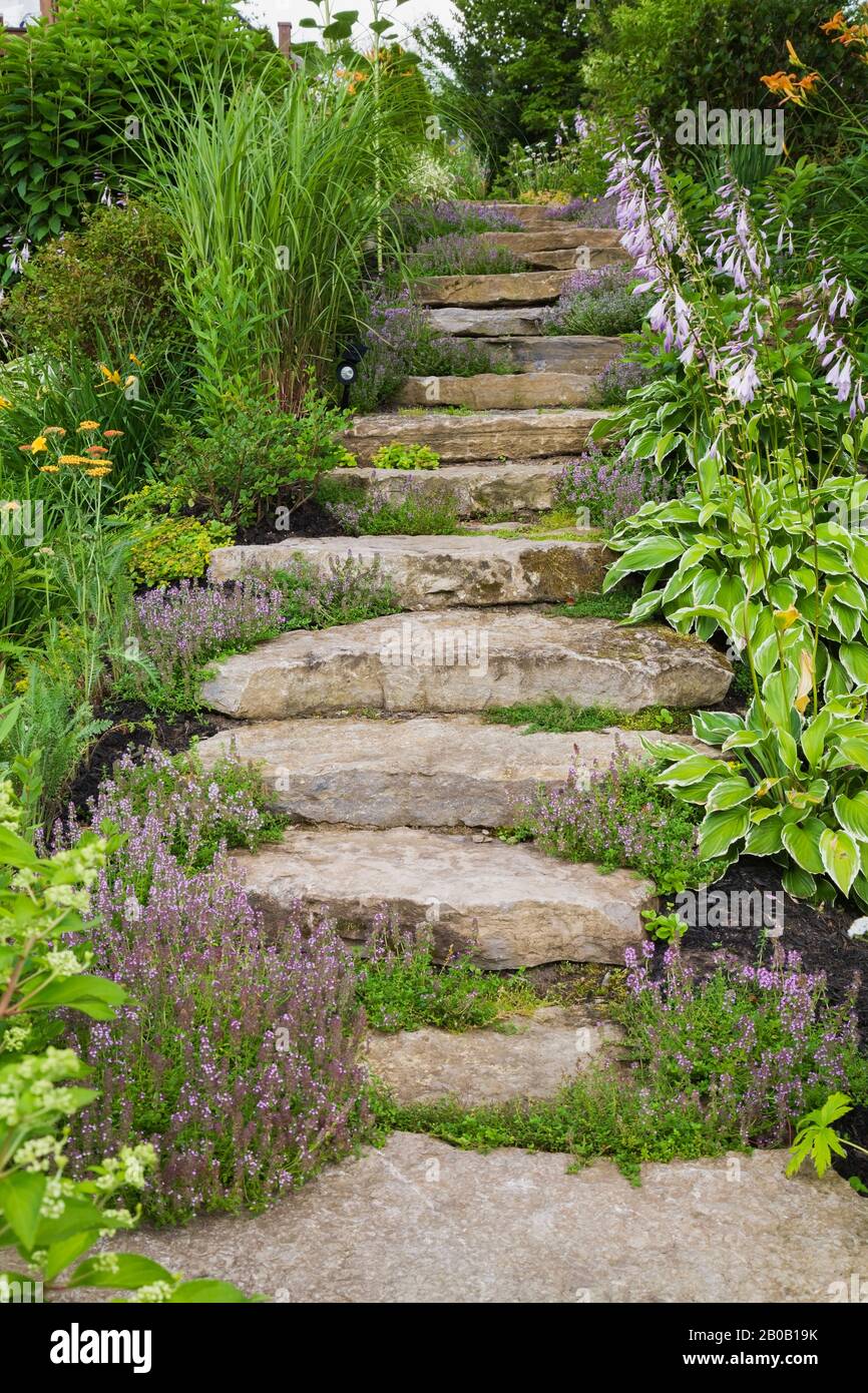 Natursteinstufen, umrandet von Purpurthymus - Thymian, Gelb und Rot Achillea - Yarrow, Miscanthus - Ziergras und Hosta - Plaintain Lily. Stockfoto