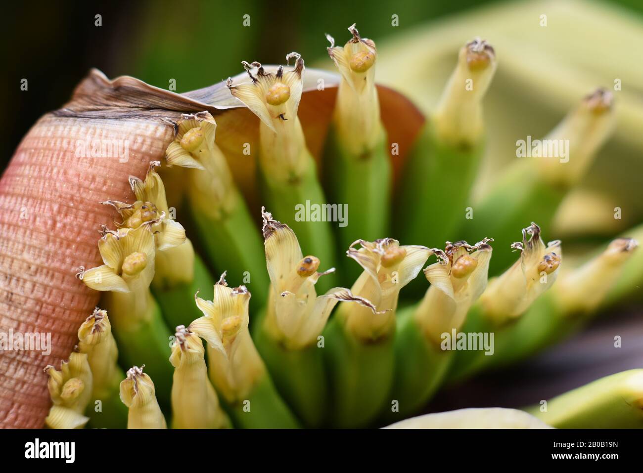 Eine winzige Hand Bananen - Musa acuminata, beginnt, Details der Pflanzen in den Königlichen botanischen Gärten von Sydney zu zeigen Stockfoto