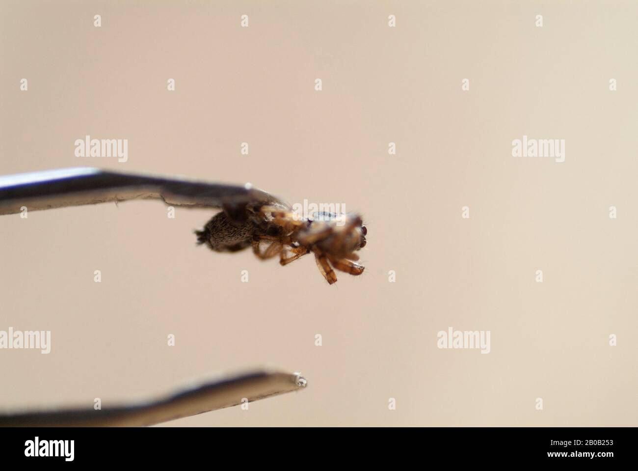 AUTOPSIE ARACHNID: Eine gründliche Untersuchung und Erforschung eines toten Körpers einer Spinnen Stockfoto