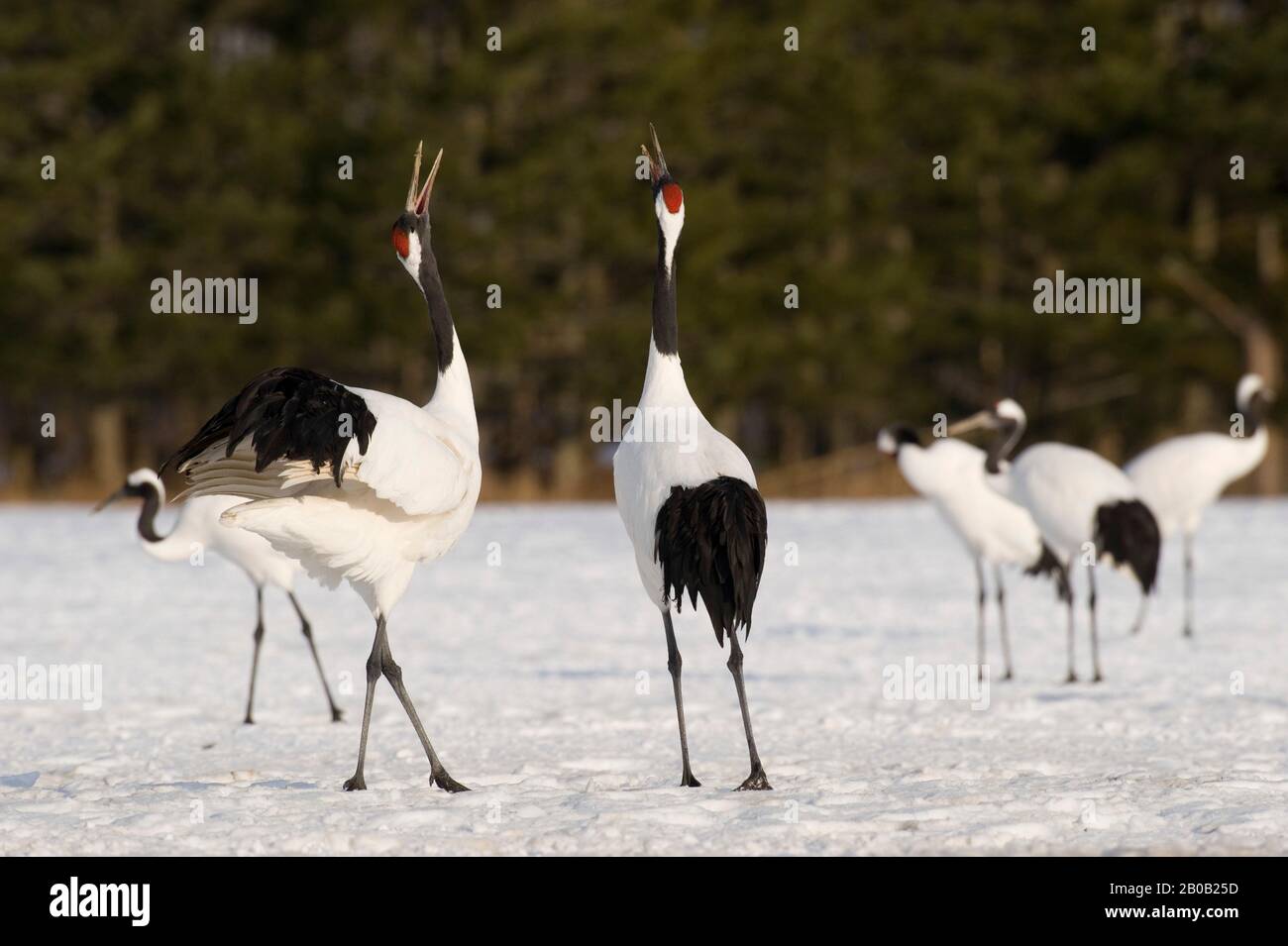 JAPAN, HOKKAIDO-INSEL, IN DER NÄHE DES TSURUI-DORFES, AKAN, JAPANISCHER (ROT BEKRÖNTER) KRANICH (GRUS JAPONENSIS), BEDROHTE ARTEN, RUF Stockfoto