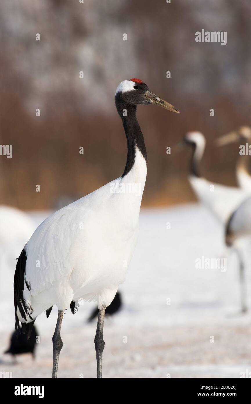JAPAN, HOKKAIDO-INSEL, IN DER NÄHE DES TSURUI-DORFES, AKAN, JAPANISCHER (ROT BEKRÖNTER) KRANICH (GRUS JAPONENSIS), BEDROHTE ARTEN Stockfoto