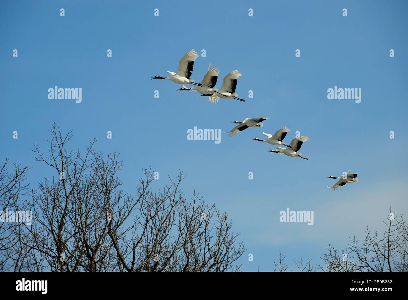 JAPAN, HOKKAIDO-INSEL, IN DER NÄHE DES TSURUI-DORFES, JAPANISCHER (ROT BEKRÖNTER) KRANICH (GRUS JAPONENSIS), BEDROHTE ARTEN, IM FLUG Stockfoto