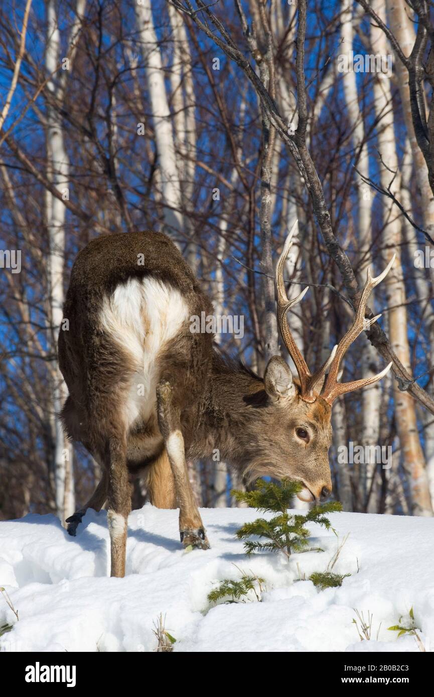 Sikahirsch in der shiretoko halbinsel Fotos und Bildmaterial in hoher