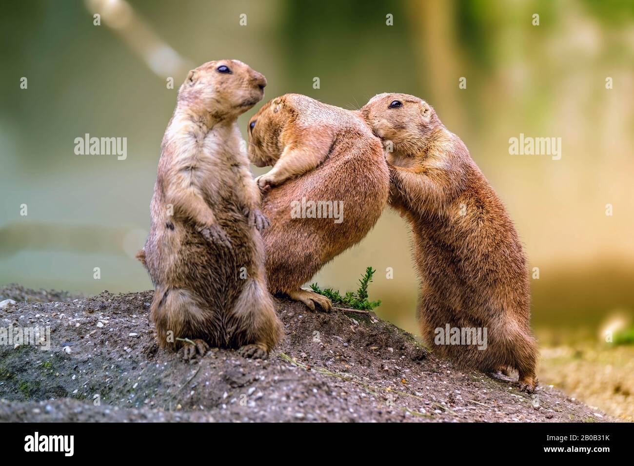 3 Kleine lustige Groundhog spielen. Stockfoto