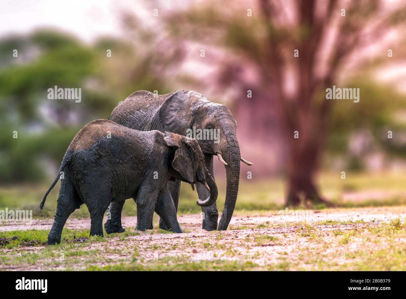Elefantenmutter und Baby in der Natur. Stockfoto