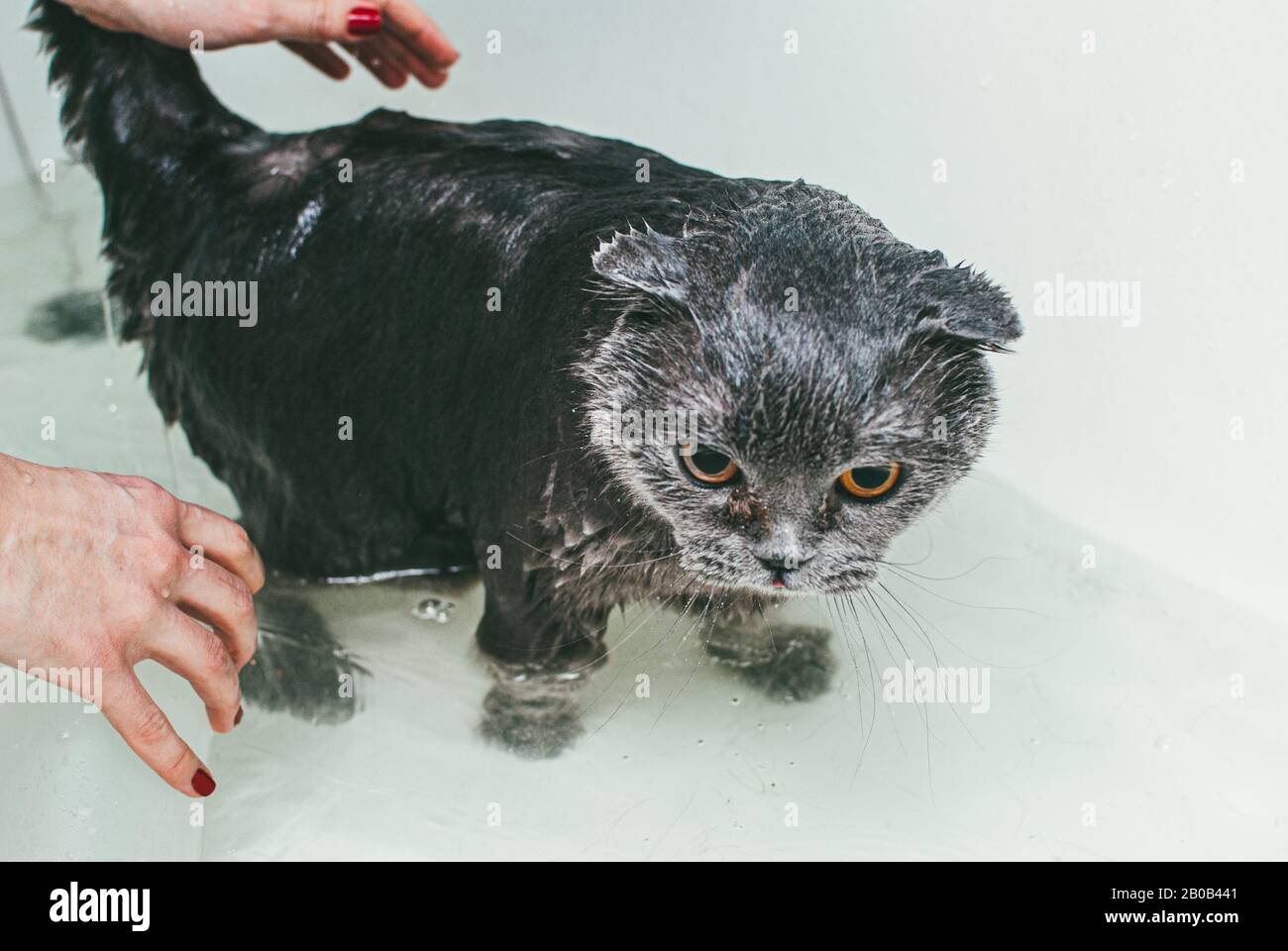 Graue schottische Faltenkatze nimmt ein Bad mit seinem Besitzer. Sie kümmert sich um ihn und wäscht gründlich sein Fell. Makroaufnahme mit selektivem Fokus und flachem Freiheitsgrad Stockfoto