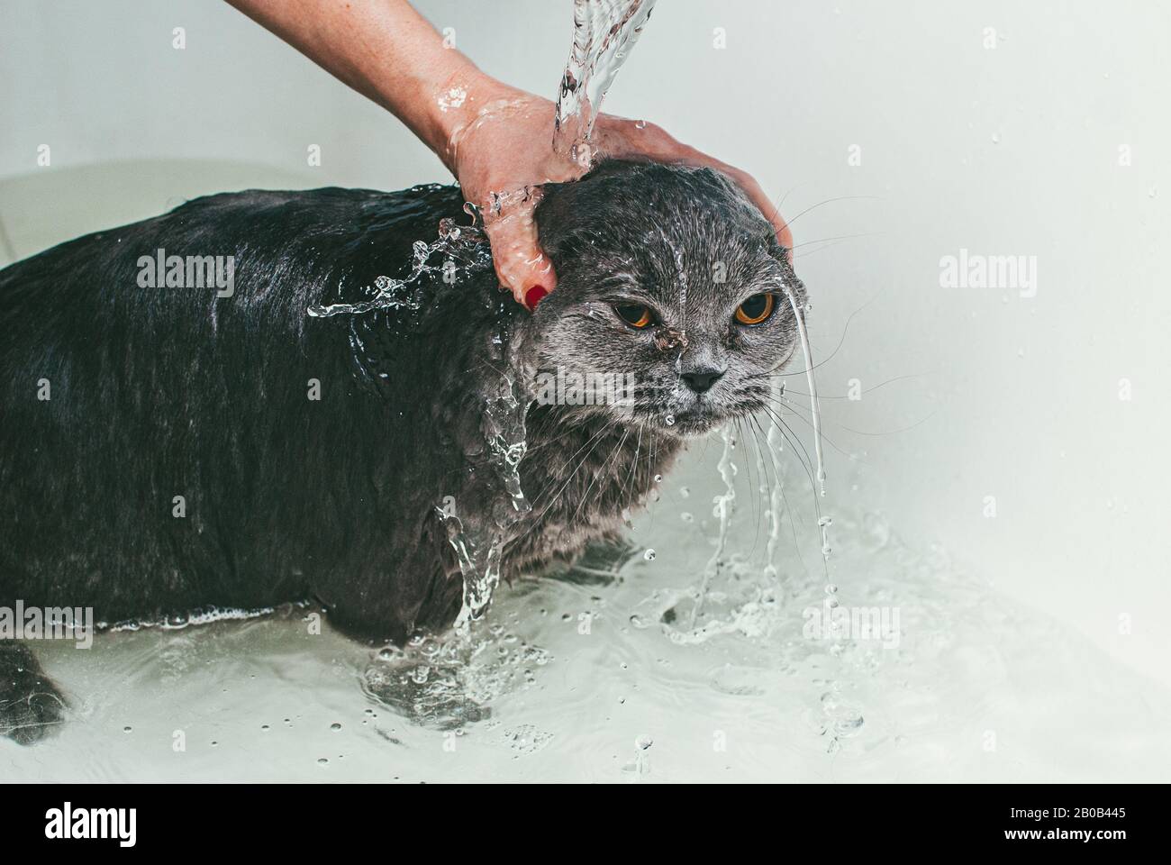 Graue schottische Faltenkatze nimmt ein Bad mit seinem Besitzer. Sie kümmert sich um ihn und wäscht gründlich sein Fell Stockfoto