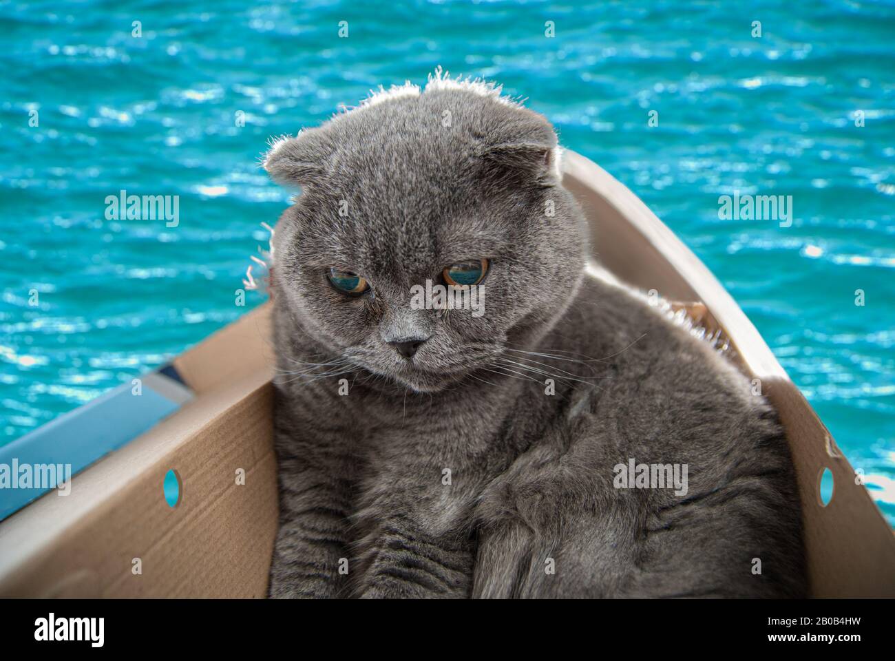 Graue Schottische Falzkatze sitzt im Boot aus Schuhkarton und setzt auf seiner ersten Reise Segel. Katzen sind meist sehr neugierig und klettern in Kisten Stockfoto