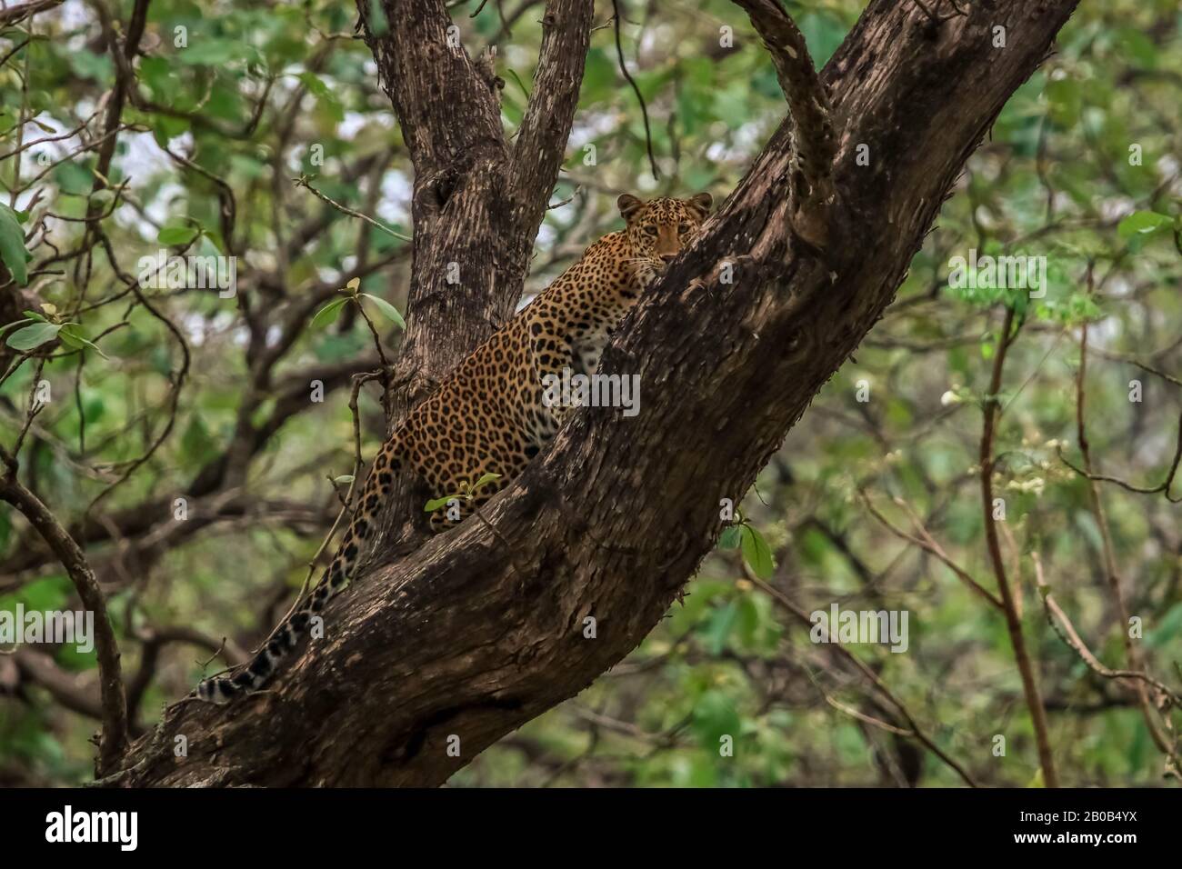 Leopard sitzt auf dem Zweig eines Baumes bei kabini, Nagarhole Tiger Reservegebiet Stockfoto