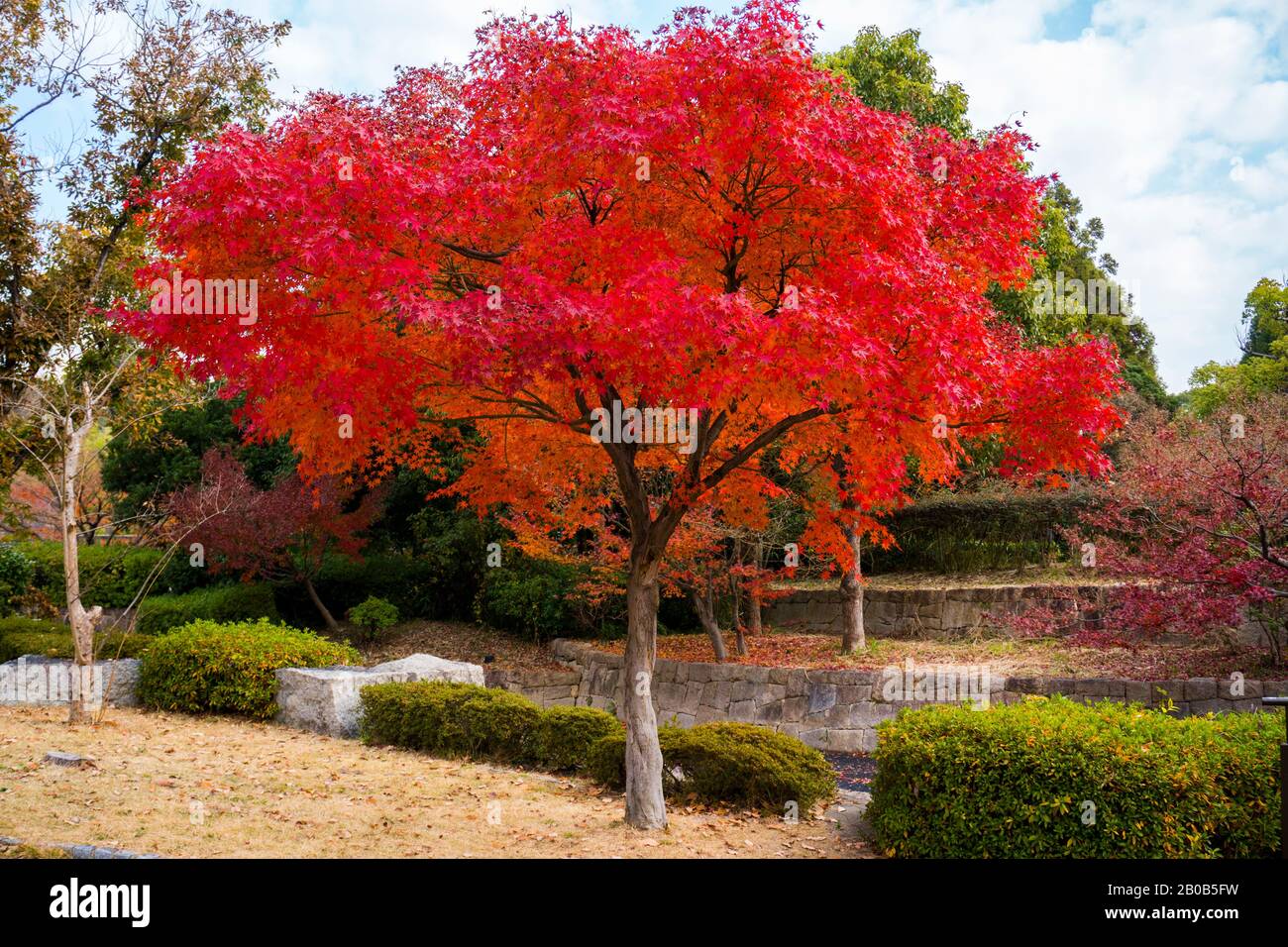 Roter Ahorn Baum im Tsurumi Ryokuchi Park, Osaka, Japan Stockfoto