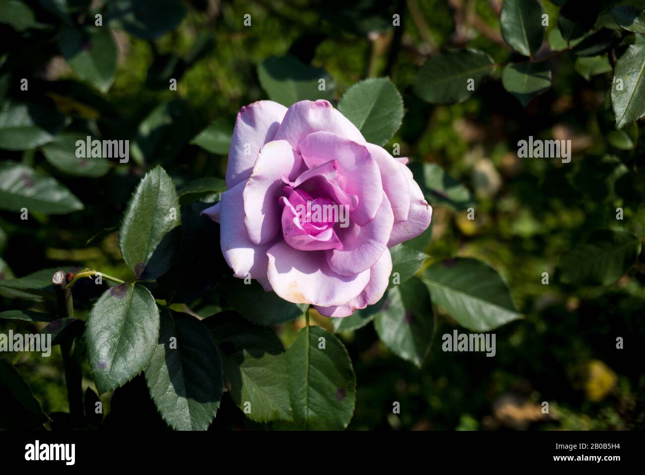 Rosa Rose (Floribunda) blüht im Rosengarten Stockfoto