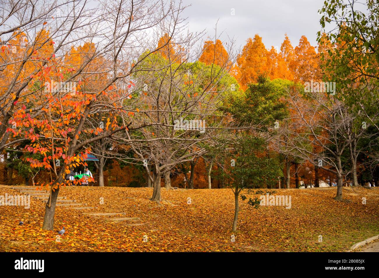 Farbenfroher Herbstblick im Tsurumi Ryokuchi Park, Osaka, Japan Stockfoto
