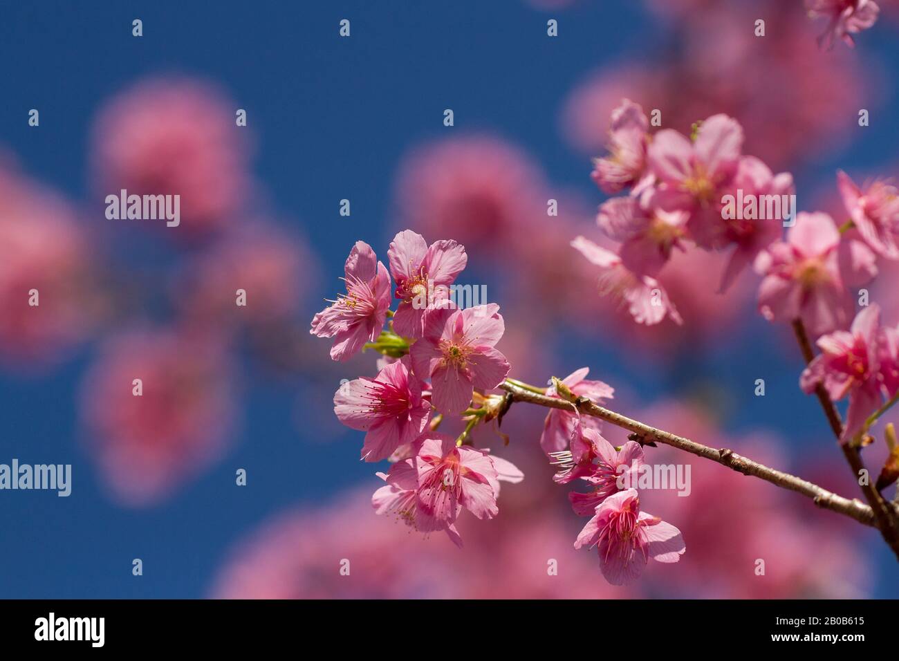Ume (Japanische Aprikose) blüht in einem Park in Kanagawa, Japan. Stockfoto