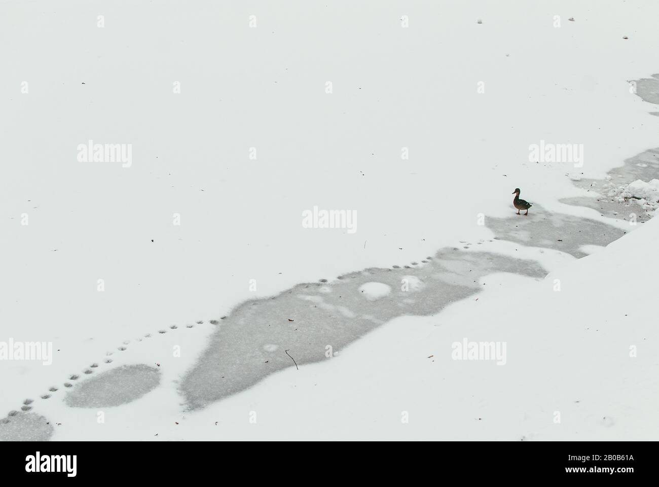 Eine einsame Ente geht über einen gefrorenen Teich und hinterlässt Spuren. Das Konzept von Einsamkeit und Verlassenheit Stockfoto