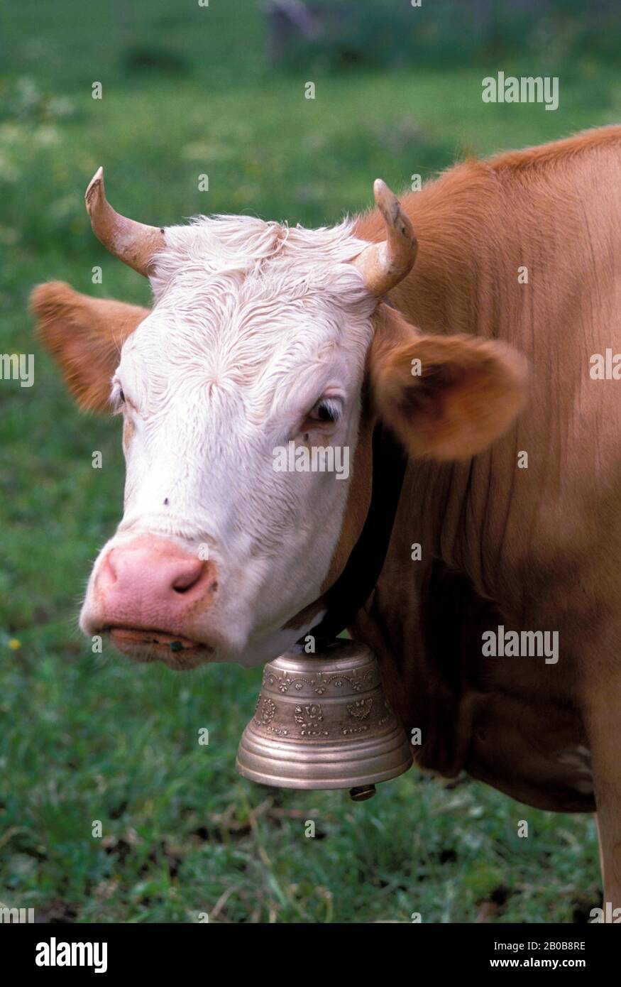 SCHWEIZ, ZWEISIMMEN TAL, SCHWEIZERISCHE (ZWEISIMMEN) KUH, MIT GLOCKE Stockfoto