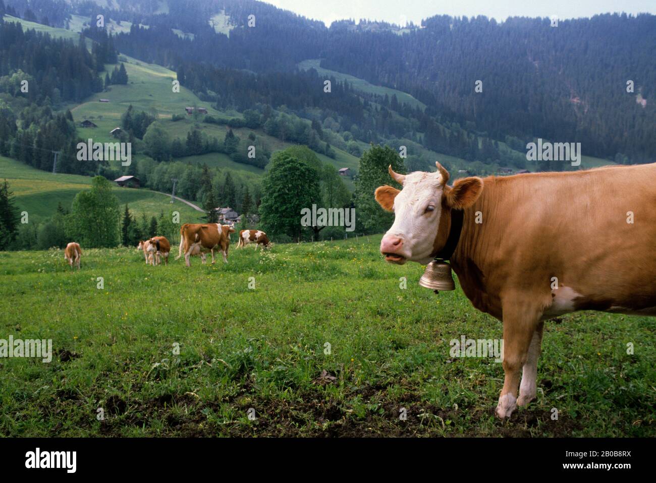 SCHWEIZ, ZWEISIMMEN TAL, SCHWEIZERISCHE (ZWEISIMMEN) KUH, MIT GLOCKE Stockfoto